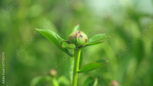 A close-up of a peony that does not bloom, ants walk along the bud.