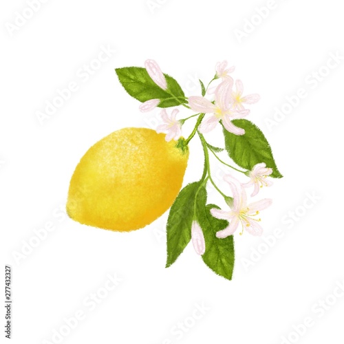 Clip art with yellow citrus fruit. Lemon  leaves and flowers. Tropical hand drawn illustration.