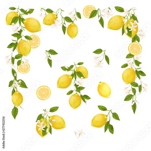 Yellow citrus fruit. Lemon, leaves and flowers. Tropical clip art illustration