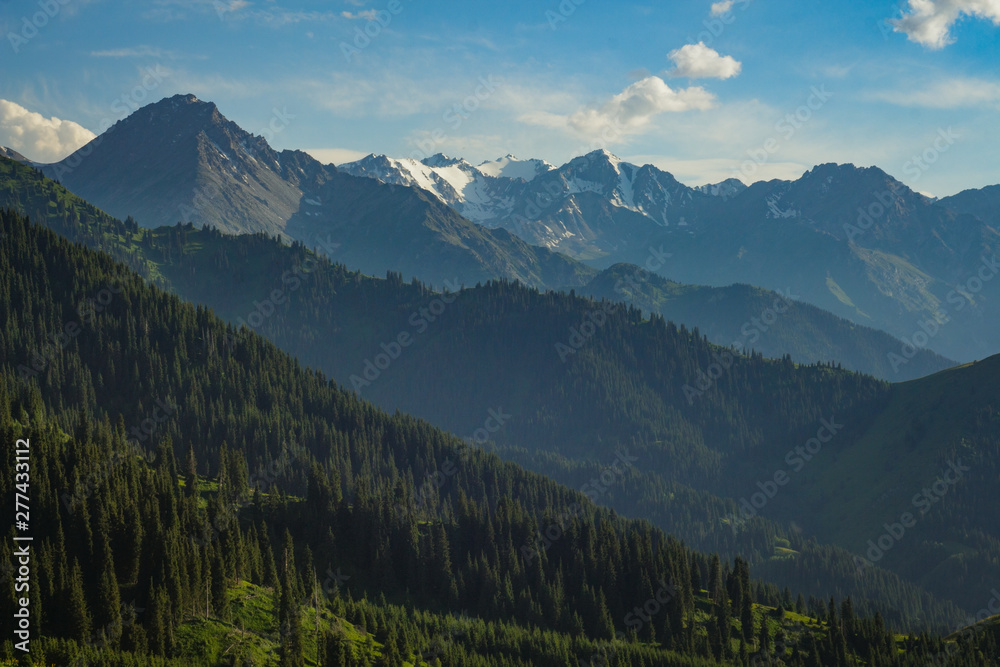 Mountain landscape with green coniferous forest