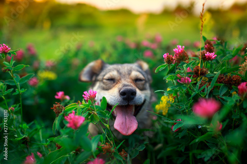 Fototapeta Naklejka Na Ścianę i Meble -  dog in flowers