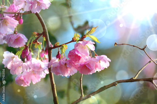 Japanische Kirschblüte