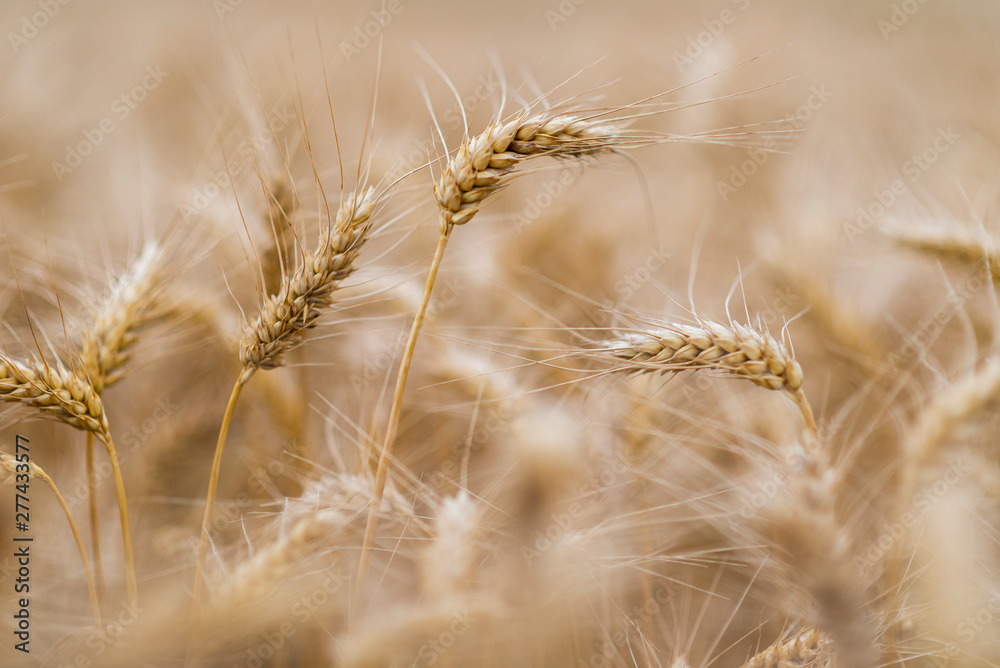 Wheat field. Ears of golden wheat close up. Wheat field. Ears of golden wheat close up.