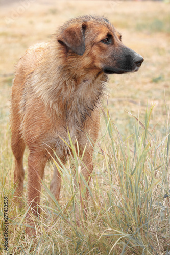 A portrait of a lonely homeless big dog stands in faded tall grass and looks away.