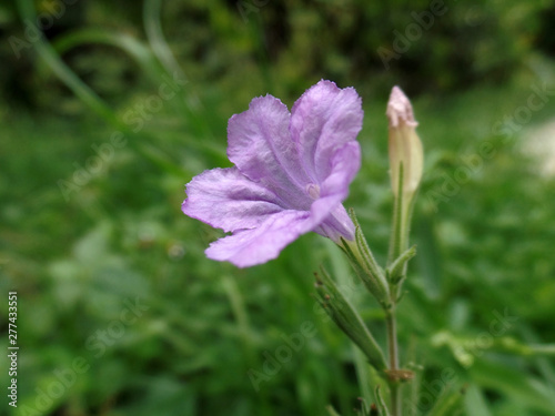SML Flower Pictures