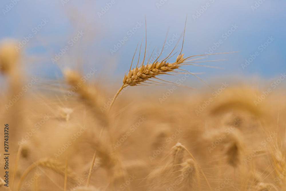 Fototapeta premium Wheat field. Ears of golden wheat close up.