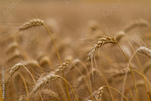 Wheat field. Ears of golden wheat close up.