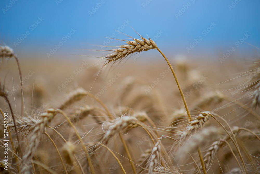 Wheat field. Ears of golden wheat close up. Wheat field. Ears of golden wheat close up.