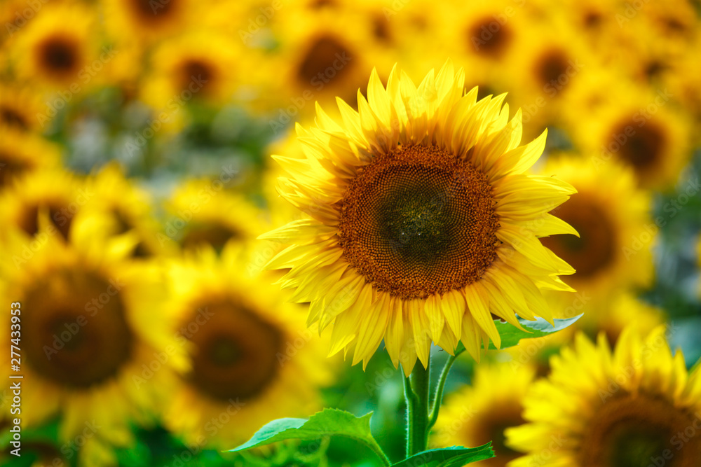 Infinite field with bright yellow blooming sunflowers, soft focus