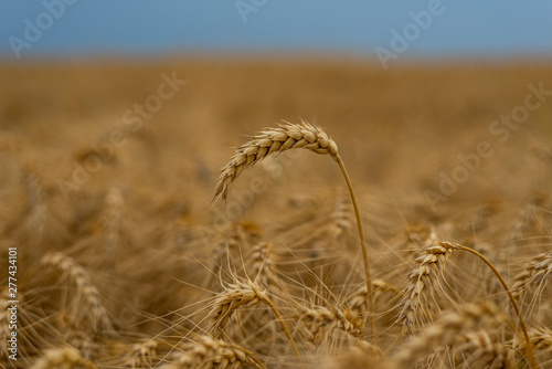 Wheat field. Ears of golden wheat close up.