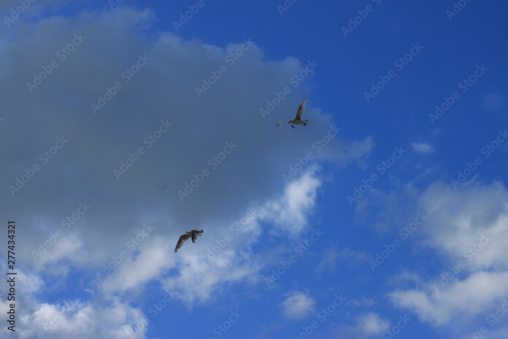 Fototapeta premium nature