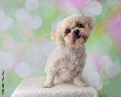 Cute little bichon frise shih tzu mix young adult dog in the studio on a colourful background photo