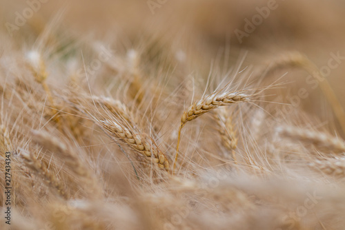 Fototapeta Naklejka Na Ścianę i Meble -  Wheat field. Ears of golden wheat close up.