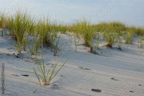 Obraz na plátne Sand dunes at Assateague Island National Seashore beach