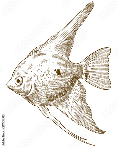 engraving illustration of scalare angelfish