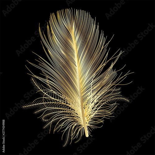 Feather isolated. Vector illustration.