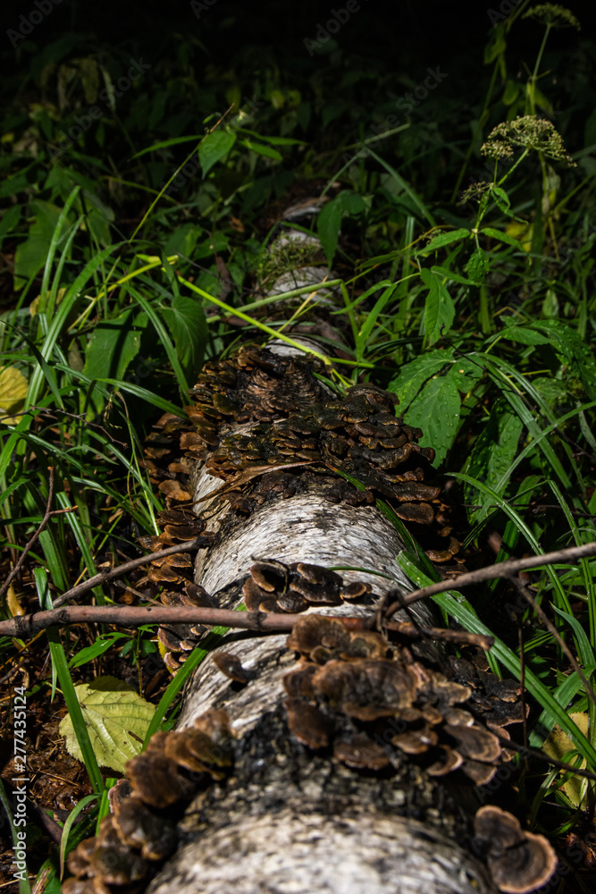 fallen birch covered with a bunch of tinder fallen birch covered with a bunch of tinder