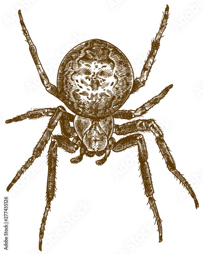 engraving illustration of cross spider