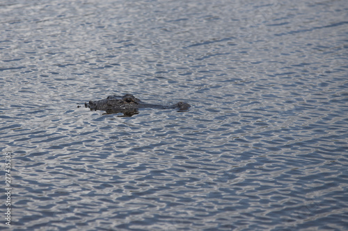alligator head in water © Gerald