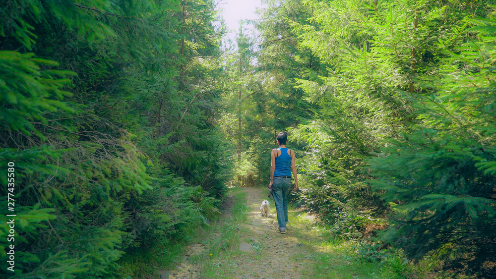 Woman walking with french bulldog in the forester. Rear back view. Girl with short black hair wearing in casual jeans and blue t-shirt going with dog in the forester at summer season. Holding lead in Woman walking with french bulldog in the forester. Rear back view. Girl with short black hair wearing in casual jeans and blue t-shirt going with dog in the forester at summer season. Holding lead in