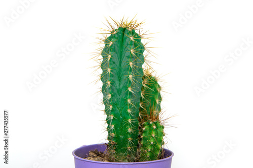 Cactus in a small pot on a light  white background. Concept of beautifying a house with succulents  cactuses. A green cactus in a plastic pot.