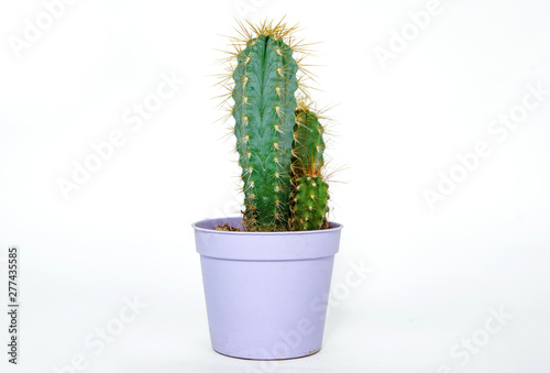 Cactus in a small pot on a light, white background. Concept of beautifying a house with succulents, cactuses. A green cactus in a plastic pot.