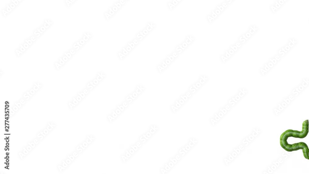 Green caterpillar crawling on the edge of the screen. 3D animation on white background with alpha matte. Green caterpillar crawling on the edge of the screen. 3D animation on white background with alpha matte.