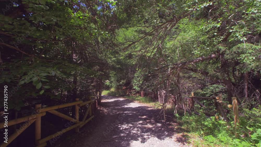 A walk in the forest. beautiful view. time to relax A walk in the forest. beautiful view. time to relax