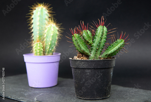 Cactus in a small pot on a dark, stone background. Concept of beautifying a house with succulents, cactuses. A green cactus in a plastic pot.