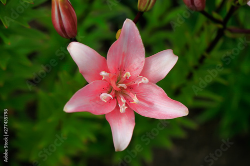 Flowering lily in the garden in the summer. Natural blurred background. Insect on a flower.