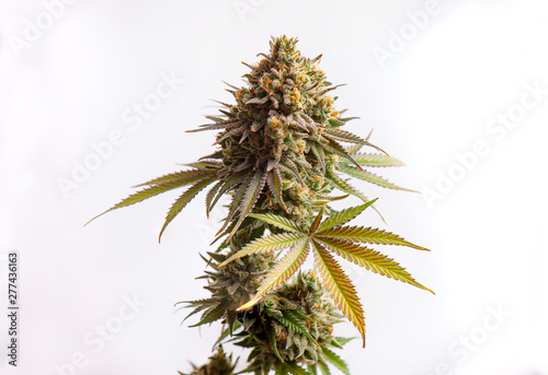 Macro detail of Cannabis flower isolated over white background