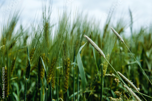 Rye on a cultivated field. Agricultural concept  cultivation of crops. Cultivated field with grain  rye against other cereals. The approaching harvest  the work of farmers.