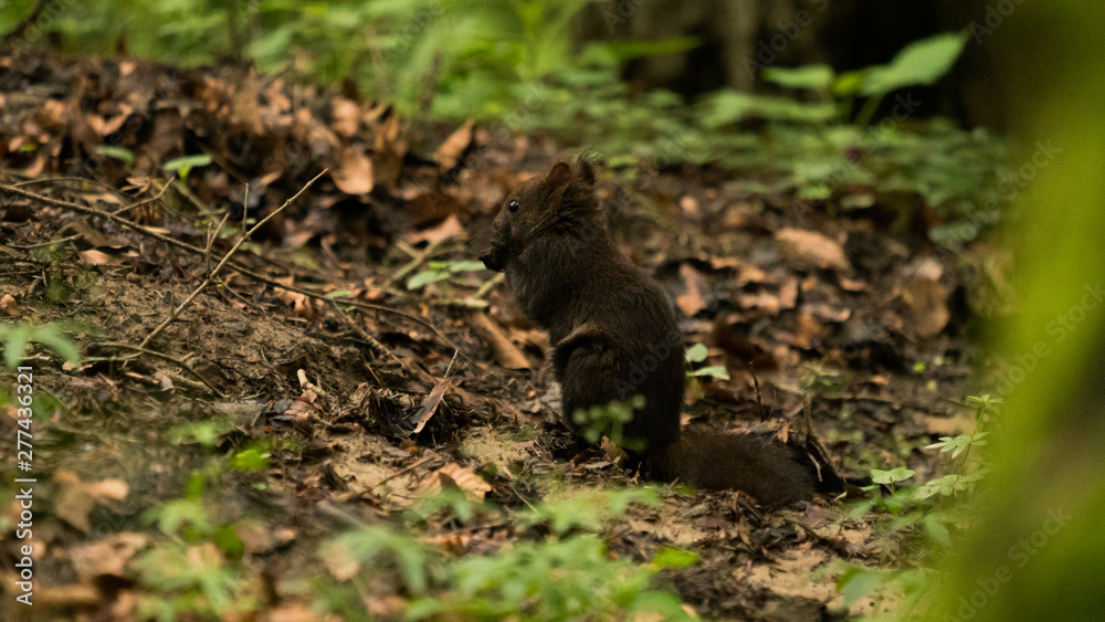 Naklejka premium Cute red squirrel in the forest