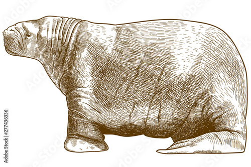 engraving antique illustration of walrus