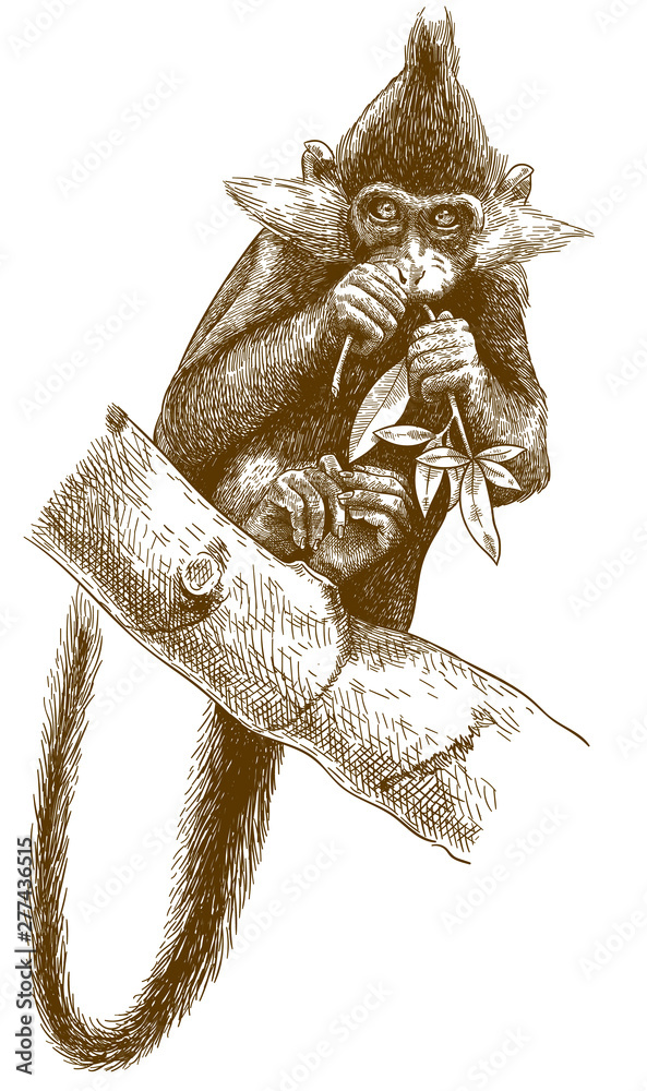 Fototapeta premium engraving illustration of black crested mangabey