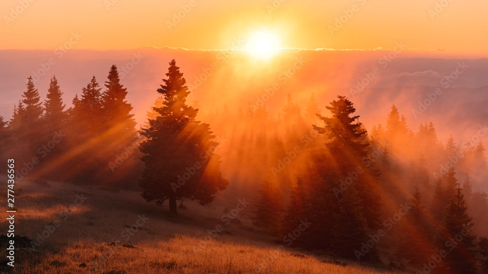Fototapeta Spektakularny wschód słońca nad mglistym lasem
