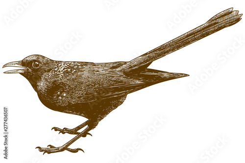 engraving antique illustration of blue whistling thrush