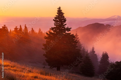 Spectacular sunrise over the foggy forest