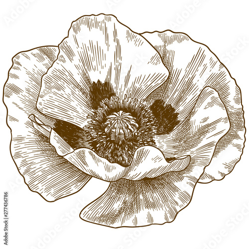 engraving illustration of poppy flower