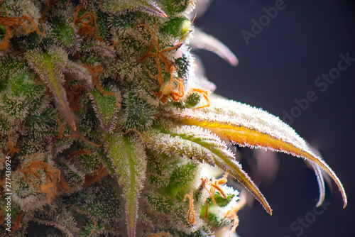 Konstfotografi Macro detail of Cannabis flower with visible trichomes
