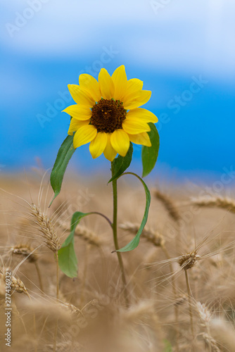 Sunflower in the wheat field