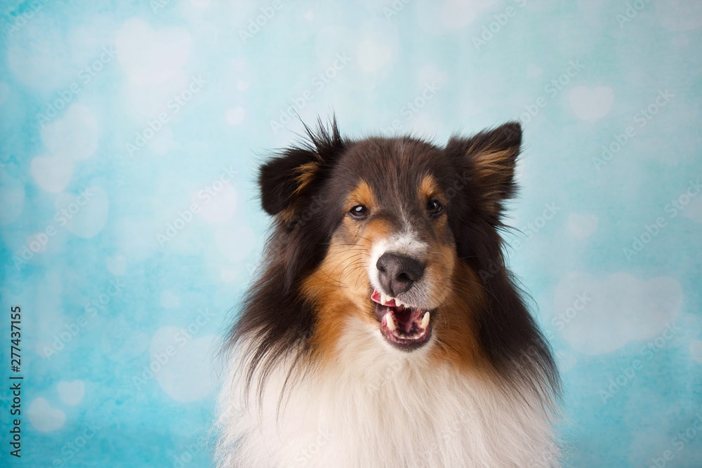 Pretty purebred shetland sheepdog making funny faces in studio on a blue and white heart background