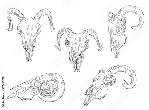 vector set on white background. ram skull of black lines