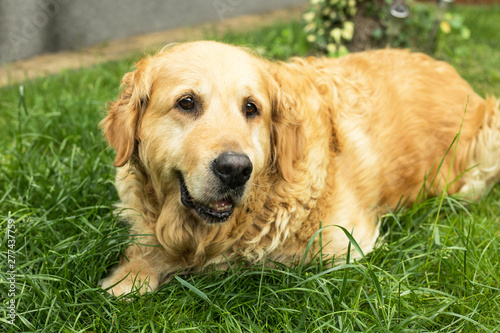 old golden retriever dog