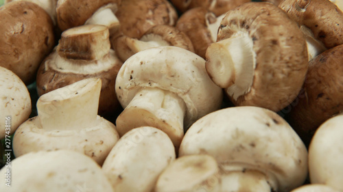 A set of white and brown mushrooms, slow panorama. 4K UHD 3840x2160 Video Clip