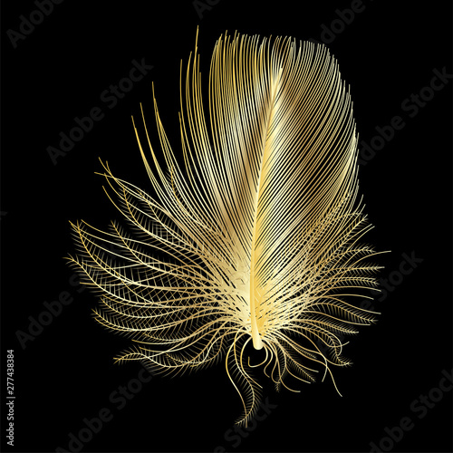 Feather isolated . Vector illustration.