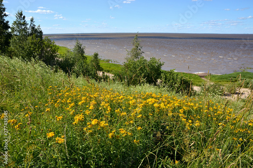 Summer landscape of a lake with green grass and yellow flowers and trees in the foreground and a hilly coast with a blue cloudy sky. Lake Ilmen Novgorod region.European landscape with a lake