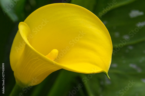 Zantedeschia or Calla Lily photo