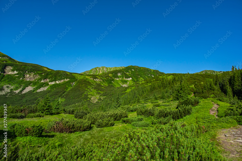 Path in the Carpathian mountains in summer
