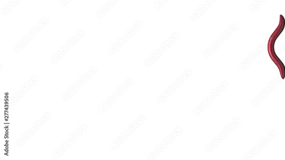 Red worm crawling on the edge of the screen. Seamless loop 3D animation on white background with alpha matte.